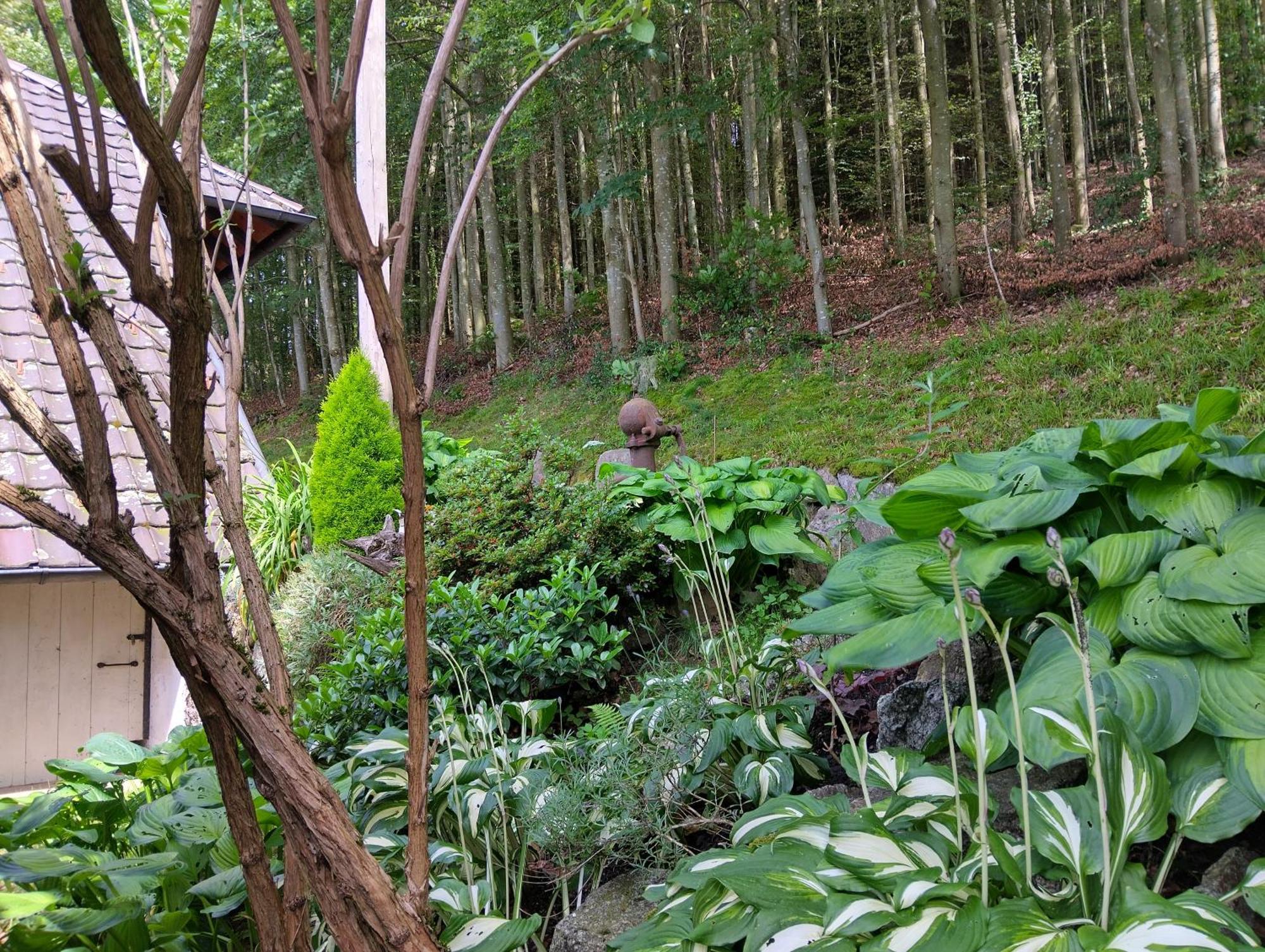Haus "Guck - Ins - Tal" Appartement Sasbachwalden Buitenkant foto