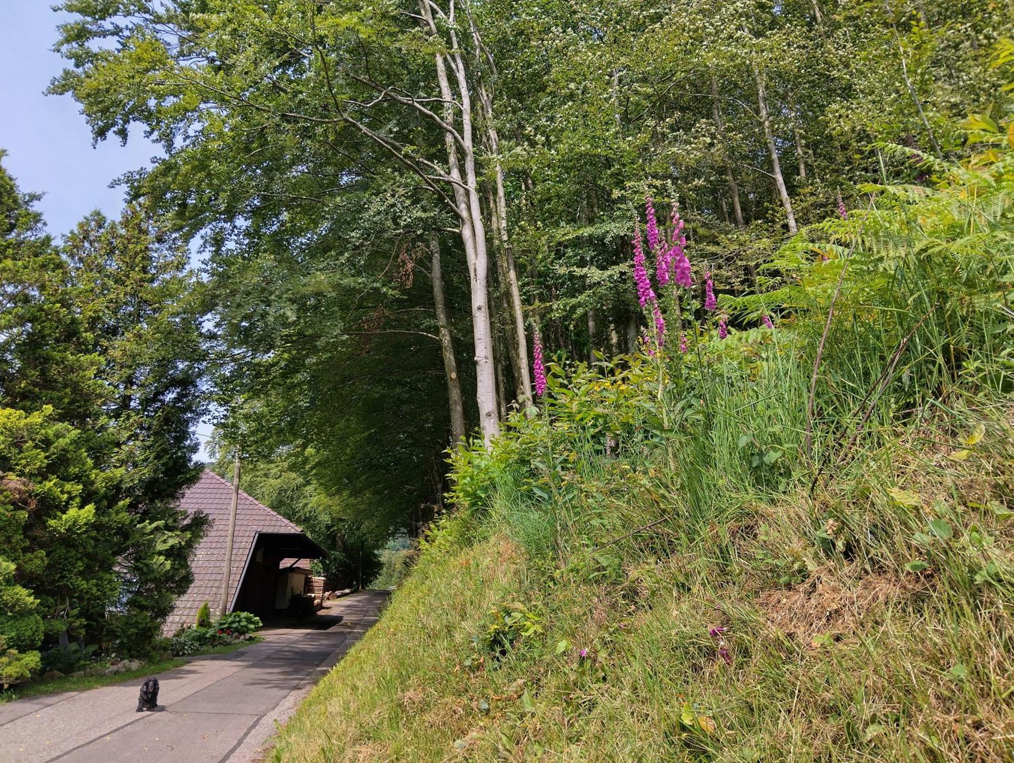 Haus "Guck - Ins - Tal" Appartement Sasbachwalden Buitenkant foto